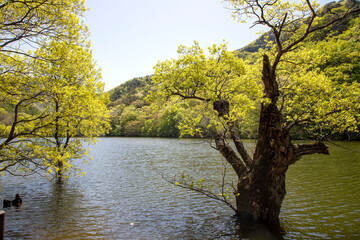 Obraz premium 주산지