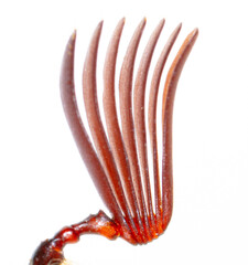 Beetle mustache isolated on white background.