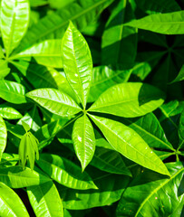 Fototapeta na wymiar Green leaves on a plant in nature.