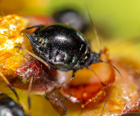 Aphids on a green leaf in nature.