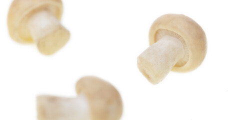 Mushroom Calocybe gambosa on a white background.