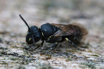 Detailed closeup on the al black and quite rare punctate spatulate-masked bee , Hylaeus punctatus on a piece of wood