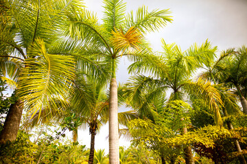 Obraz premium Beautiful palm trees in the park.