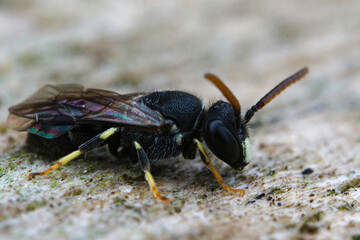 Detailed closeup on the al black and quite rare punctate spatulate-masked bee , Hylaeus punctatus on a piece of wood