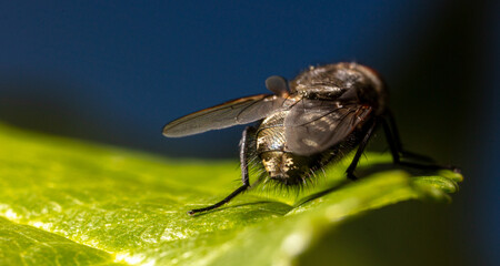 Close-up of a fly on a tree leaf.