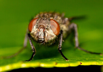Close-up of a fly on a tree leaf.