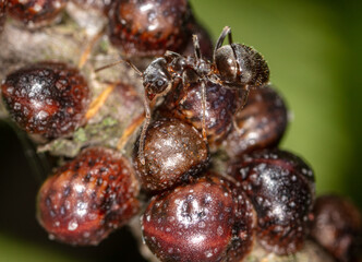 Aphids are parasites and ants on the bark of a tree.