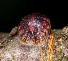 Aphids are parasites on the bark of a tree.