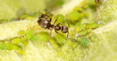 Close-up of an ant and aphid on a tree leaf.