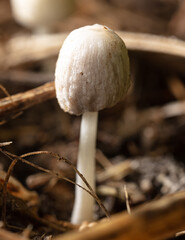 Close-up of white mushroom growing in the ground