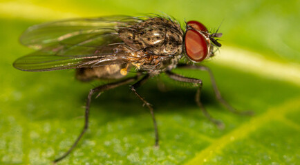 Close-up of a fly on a tree leaf.