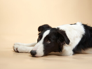 funny dog. Happy Border Collie puppy . Pet on a beige background