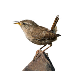 Side view of eurasian wren sitting on a rock looking to the left and singing with beak a little open isolated on white background - obrazy, fototapety, plakaty