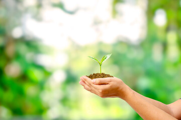 Tree planted in human hand with natural green background concept of plant growth and environmental protection.