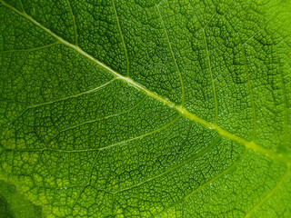Plant leaf texture. Macro photography with natural patterns. Eco-friendly background for design.