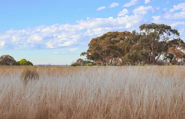 rural landscape with long grasses in the foreground
