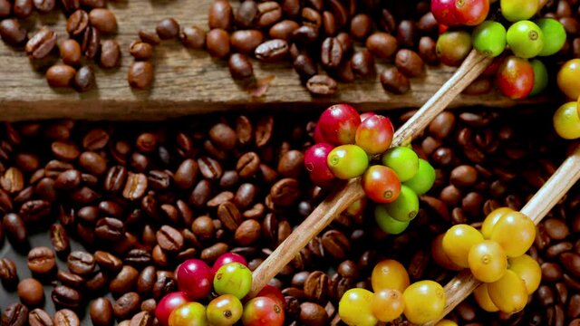 Coffee beans on coffee green leaves on wooden background, Fresh coffee beans on wooden background