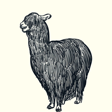 Vintage Hand Drawn Sketch Black Suri Alpaca