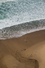 Birds on the beach, about to raise to the sky