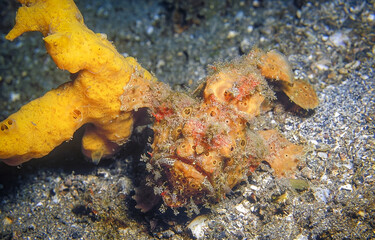 Frogfish with one fin touching on the yellow sponge. Taken image at Indonesia.