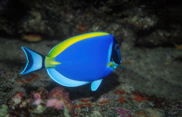 Fototapeta na wymiar Powder-blue surgeonfish that is very beautiful color fish. Marine fish.