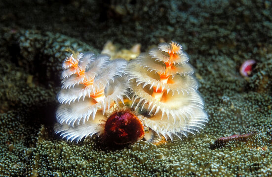 Beautiful Christmas tree worm (Spirobranchus giganteus) with white and orange colour on the coral reef.