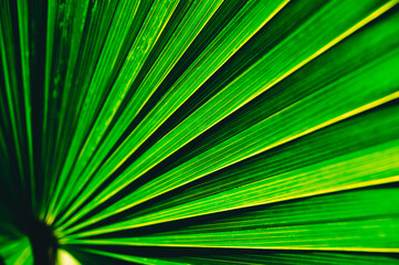 Obraz premium palm leaf background