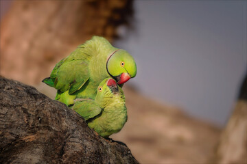 Sri Lanka Green parrot. Matting ritual 