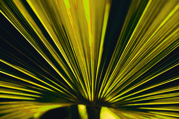 palm tree background