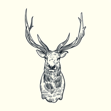Vintage hand drawn sketch deer head