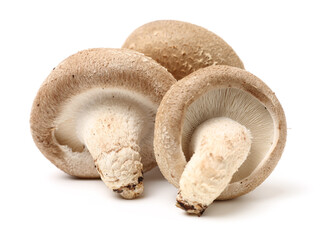 Shiitake mushroom on the White background 