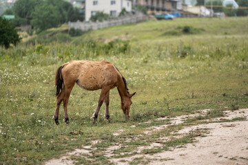 Naklejka na ściany i meble foal in the pasture