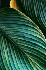 Abstract green leaves nature background tropical leaves