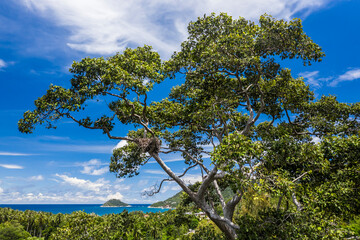 Fototapeta premium Big Tree Top on Koh Tao Island with Koh Nang Yuan in the background, UAV Drone Aerial no people with copy space
