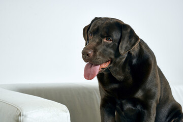 black purebred dog labrador friendship animal