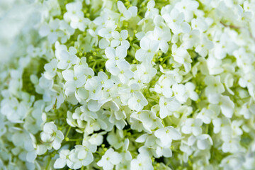 White hydrangea flowers in the garden close up. Beautiful summer flowers background
