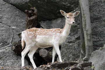 Isolated fallow deer female at twilight (Dama dama)