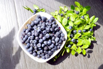 Photo of blueberries illuminated by the sun. Delicious blueberries on a small saucer. Blueberry sprigs.