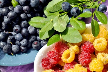 Photo of raspberries and blueberries illuminated by the sun. Delicious yellow and red raspberries on a small saucer. Yellow raspberries.
