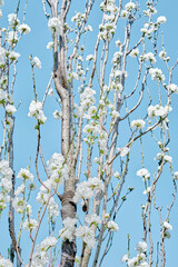 Ume (Japanese Plum / Apricot) Blossom