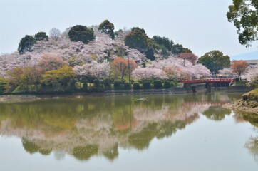 Fototapeta na wymiar The red bridge over Sakurajima in full bloom reflects off the lake