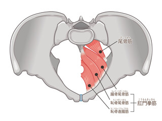骨盤を真上から見た筋肉のイラスト（テキスト付き）illustration