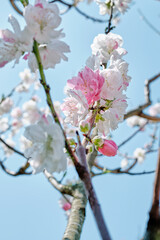 Ume (Japanese Plum / Apricot) Blossom