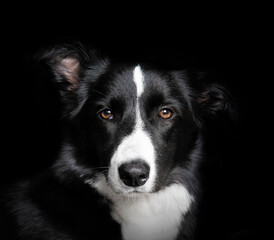 Studio shot of a border collie looking at camera with black background