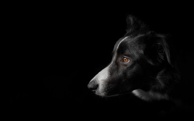 Studio portrait of a border collie in profile on black background