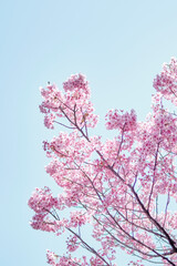 Warbler with Sakura (Cherry Blossom) 