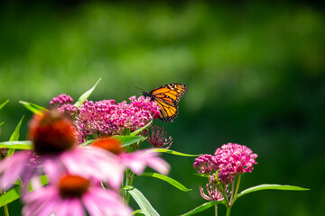 Macro abstract view of a monarch butterfly feeding on the flower blossoms of an attractive rosy pink swamp milkweed plant (asclepias incarnata), with defocused background