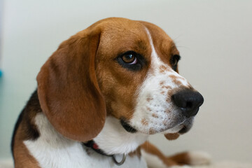 Close up on a beagle dog in an appartement interior 