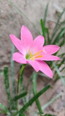 Pink rain lily flower