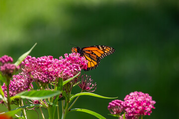 Macro abstract view of a monarch butterfly feeding on the flower blossoms of an attractive rosy...
